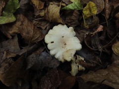 Clitocybe truncicola