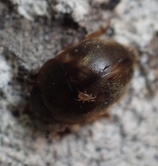 Amphicrossus ciliatus