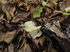 Clitocybe truncicola