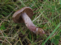 Cortinarius evernius