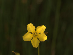 Liparophyllum exaltatum