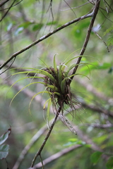 Tillandsia fasciculata