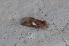 Autographa bractea