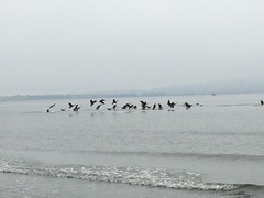 Branta canadensis