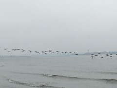Branta canadensis
