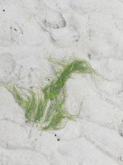 Ulva intestinalis