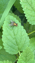 Lucilia sericata