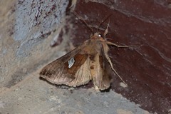 Autographa bractea