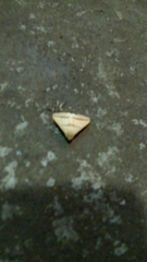 Rupela