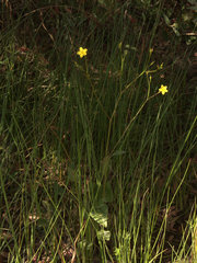 Liparophyllum exaltatum