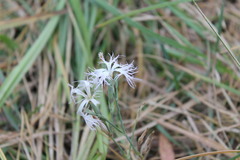 Dianthus superbus stenocalyx