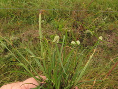 Cyperus sesquiflorus