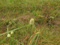 Cyperus sesquiflorus