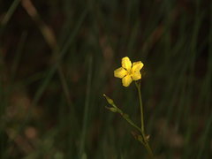 Liparophyllum exaltatum