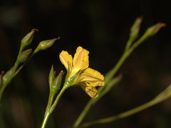 Liparophyllum exaltatum