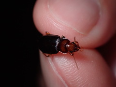 Trichotichnus vulpeculus