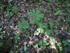 Aconitum lasiostomum