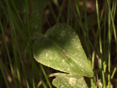 Liparophyllum exaltatum