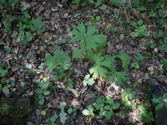 Aconitum lasiostomum