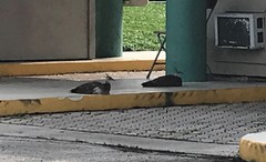 Pavo cristatus × muticus