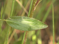 Liparophyllum exaltatum