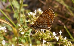 Melitaea deione