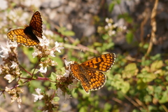 Melitaea deione