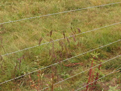 Tridens flavus flavus