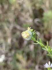 Rhopalomyia gemmaria