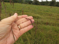 Tridens flavus flavus