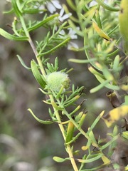 Rhopalomyia gemmaria