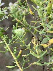 Rhopalomyia gemmaria
