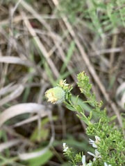 Rhopalomyia gemmaria