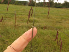 Tridens flavus flavus