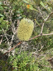 Banksia aemula