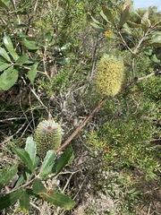 Banksia aemula