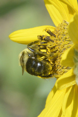 Bombus impatiens