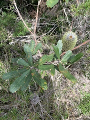 Banksia aemula