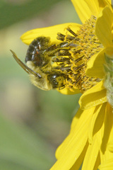 Bombus impatiens