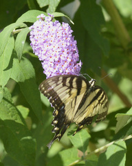Papilio glaucus