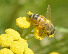 Apis mellifera