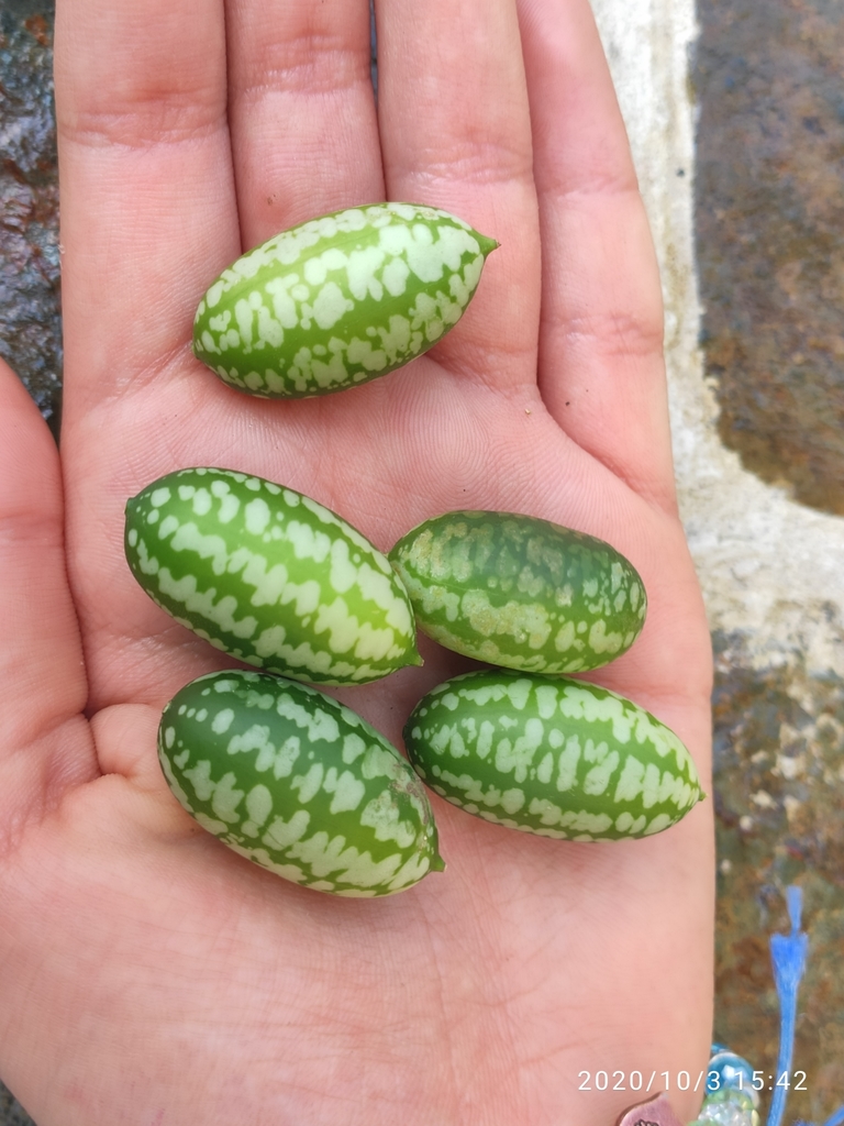 Mexican Sour Gherkin