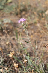 Centaurea borysthenica