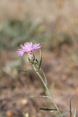 Centaurea borysthenica