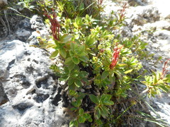 Rhododendron hirsutum