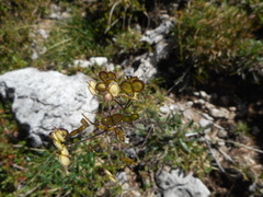 Biscutella laevigata laevigata