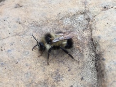 Bombus vagans bolsteri