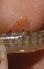 Oxynoemacheilus