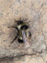 Bombus vagans bolsteri