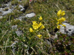 Biscutella laevigata laevigata